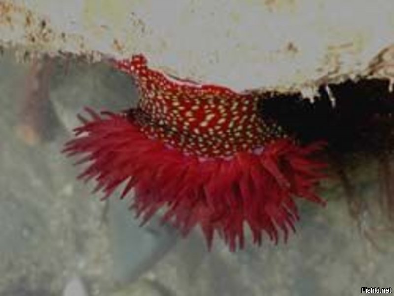 Помидор морской - Actinia fragacea - обитает в восточной части Атлантического океана, в Средиземном море, населяет зоны прилива и отлива и вертикальные стены скал. При содержании требует прохладной воды и ручного кормления, например, сырыми кусочками рыбы, креветки, трубочника (червь), и особенно любит плоть мидии. В прохладной водной окружающей среде достаточно двух-трех кормлений в месяц.
