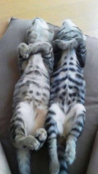 Кошачий фотопозитив