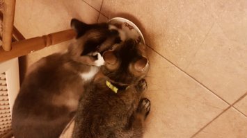 Кошачий фотопозитив