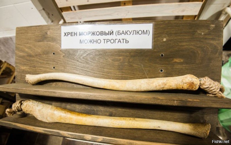 Бычий пенис, дуриан и кое-что еще: в Швеции открывают музей отвратительной еды