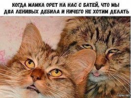 Номинанты на звание самого бестолкового кота года
