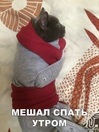 Номинанты на звание самого бестолкового кота года