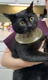 Номинанты на звание самого бестолкового кота года