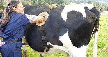 ...благодаря подобному отверстию теперь можно своевременно контролировать концентрацию бактерий и одноклеточных в желудке коровы.