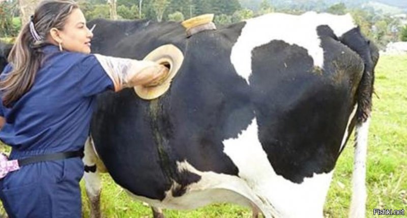 ...благодаря подобному отверстию теперь можно своевременно контролировать концентрацию бактерий и одноклеточных в желудке коровы.