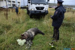 это у них.... у нас проще..
"В Курильске возле детской школы искусств застрелили пятилетнего медведя
... 2 октября, около половины двенадцатого на пульт дежурного отдела МВД Курильского района поступил звонок о появившемся в городе буром медведе. "