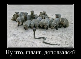 Белка решила, что она - мангуст