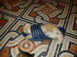 Странное совпадение, но это пол у меня на даче. И Гребенщикова у меня в гостях точно не было.