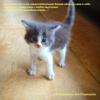 Шопинг-дуэль: AliExpress  отправил в нокаут «магазин на диване»