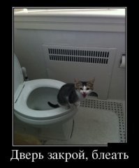 Кошачьи демотиваторы