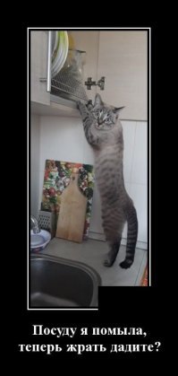 Кошачьи демотиваторы