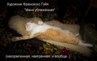 Кошачьи демотиваторы