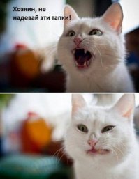 Кошачьи демотиваторы