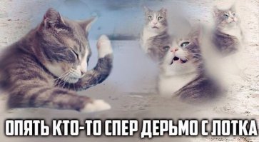 Кошачьи демотиваторы