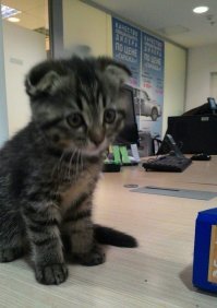 Я говорю кошка у меня за миллион.