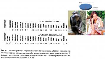 ЧЁ ? 3 % связаны с неандертальцами ? А где Кроманьонцы ?