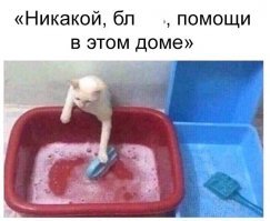 Кошачьи демотиваторы