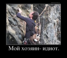 Кошачьи демотиваторы