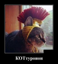 Кот-легионер. У коттуриона гребень поперек