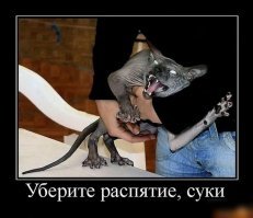 Кошачьи демотиваторы