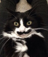 Очень колоритные уличные коты