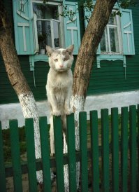 Очень колоритные уличные коты