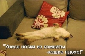 Кошачьи демотиваторы