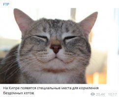 Сегодня есть хорошая новость. Но лучше бы у каждого котика был свой дом.