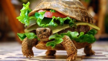 Ветеринар из Лондона приехала на Мальдивы спасать черепах