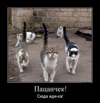 Очень колоритные уличные коты