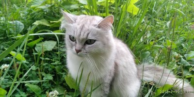 Очень колоритные уличные коты