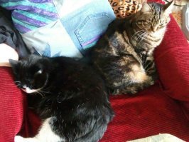 Мои сплюшки. Тоже уличные были.