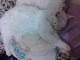 Очень колоритные уличные коты