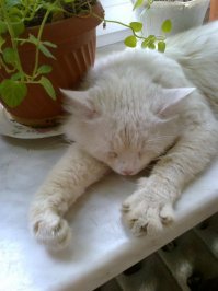 Очень колоритные уличные коты