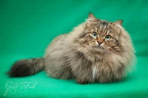 Моего Филимона точно так же нашли - примерз лапками к железному подоконнику на 1 этаже, заскочил, видимо, погреться в -40. Хорошо, что сибирская кровь в нем есть, на лапах шерсть длинная, ее срезалиЮ когда он уже мявчить не мог. Сначала был у бабушки на передержке, а потом приехал я по просьбе девушек-котоспасательниц. И мы с этой кошачьей сытью-пуховым мешком друг другу понравились... Удивительно - но он ничего не отморозил! Филя на снимке через полгода переезда в свою квартиру, я тут для мебели.