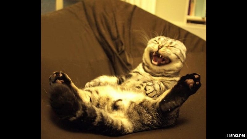 Выживший после новичка кот Скрипалей сдох от смеха.