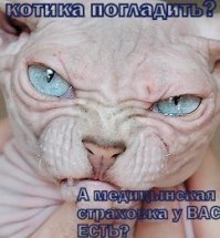 Очень колоритные уличные коты