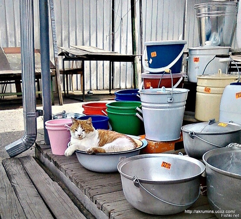 1)Когда-то на рижском центральном рынке сфоткал.
Далее, подборка с нета.