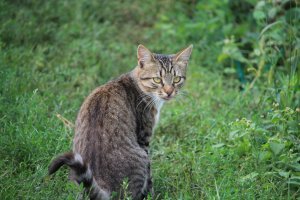 Очень колоритные уличные коты