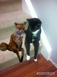 Не терпи, пойдем, нам Джамшут удобства организовал