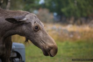 Котлеты из лосятины