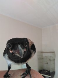 мои пернатые хулиганы !