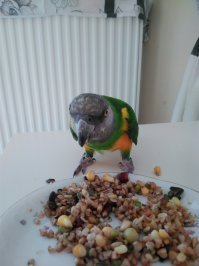 мои пернатые хулиганы !