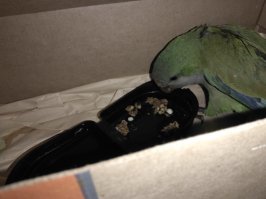 Зеленые не дерутся клювами. Они кусают. Щиплются. Довольно больно. Я такого на улице от кошек спасла, все пальцы мне искусал, пока до врача донесла. А орет как! Джуманджи отдыхает.