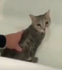 морда полная отчаяния, безнадёжности и полного непонимания происходящего