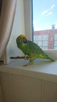 Мой бандит..стащил у меня корюшку