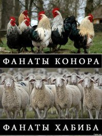 Последствия боя между Хабибом и Конором сотрясают весь мир