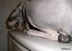 Очень красивые сфинксы...бывают такие ужасные)))