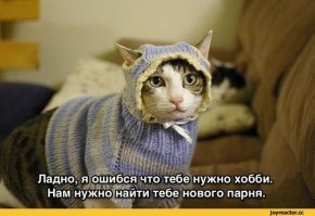 25+ очаровательных котиков в шапках для поднятия настроения