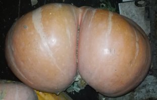 С приведенным перечнем совпадений минимум (всего три фото из 28, остальные не повторяются). Первые два снимка и всё, что в ролике, вообще снято мной лично. Так что претензию считаю необоснованной.
Вот Вам за это (кстати, эту фотографию Вы тоже не найдёте нигде, ни на Фишках, ни на других ресурсах)!